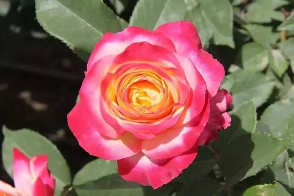 宝华月季：二舅传承，新春绽放新风采