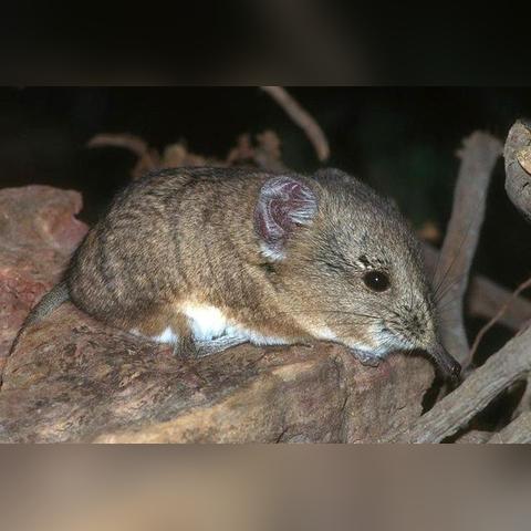 印度阅兵式创新亮相：骆驼领队，猛禽犬类紧随，本土风采闪耀全球