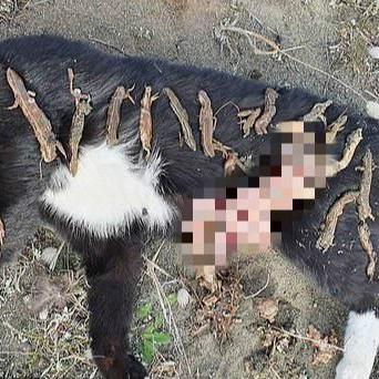 2050年目标：新西兰野猫清零，守护生态新篇章