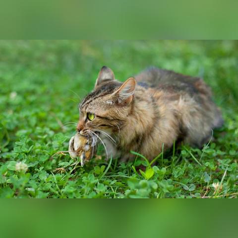 2050年目标：新西兰野猫清零，守护生态新篇章