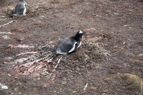 南极奇观：企鹅粪便遍布，探寻臭气背后的生态奥秘