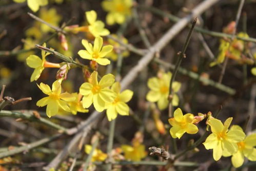 勿忘我存档踩坑急救，手动存档在哪？云同步失败怎么办？一篇说透