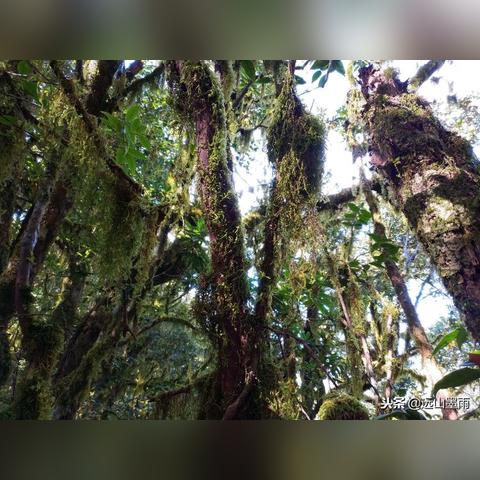 《寄生种》惊悚试玩DEMO:揭秘未知生存秘境 《寄生种》惊悚试玩DEMO:揭秘未知生存秘境