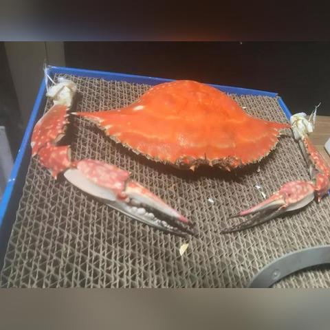 铁血战士游戏,为什么高玩从不吃满伤害?4个隐藏机制解决你90%的实战痛点 铁血战士游戏,为什么高玩从不吃满伤害?4个隐藏机制解决你90%的实战痛点