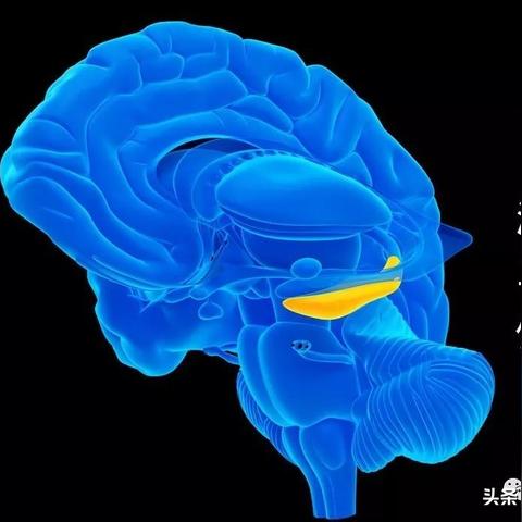 马斯克预言：半永生技术突破，人类未来可期