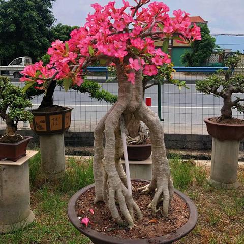 《红色沙漠》评测前瞻：深度解析游戏新境界