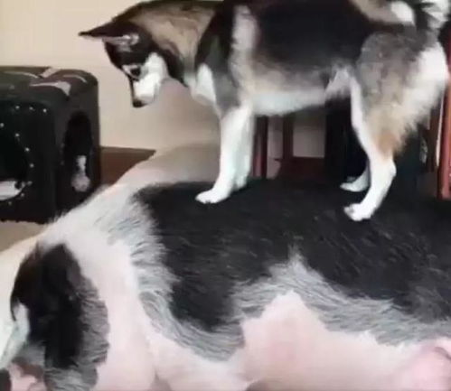 紧急救治!宠物鸭病重,主人雾化护理全力挽救新希望 紧急救治!宠物鸭病重,主人雾化护理全力挽救新希望