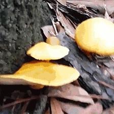 茶菌球养上瘾？医生警告：健康风险高，收益可观但需谨慎