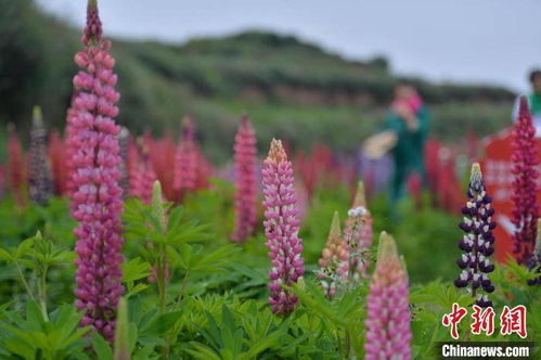 大理住标间只花18元？旅游博主亲测的隐藏玩法，90%游客不知道
