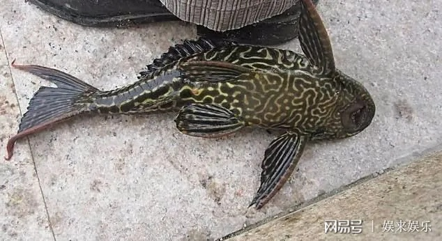 连环清道夫玩家必看,为什么你刷本总比别人慢?隐藏机制与实战流派全拆解 连环清道夫玩家必看,为什么你刷本总比别人慢?隐藏机制与实战流派全拆解