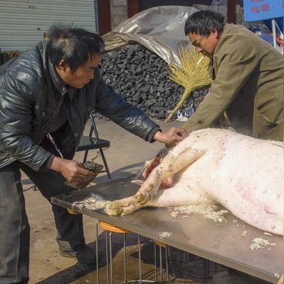 女子求助杀年猪，网友助力5头猪狂欢，年味更浓！