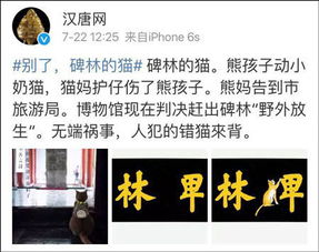 网红小猫成“冤种”常被游客“救”下山，主人特制吊牌防走失