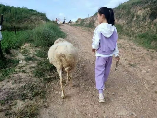 女大学生暑假放羊把自己和羊放丢?这场现实野区迷路局藏着玩家都该懂的生存逻辑 女大学生暑假放羊把自己和羊放丢?这场现实野区迷路局藏着玩家都该懂的生存逻辑