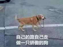 未拴绳狗被车压死主人崩溃，游戏里的安全区规则，为什么现实中总有人不遵守？