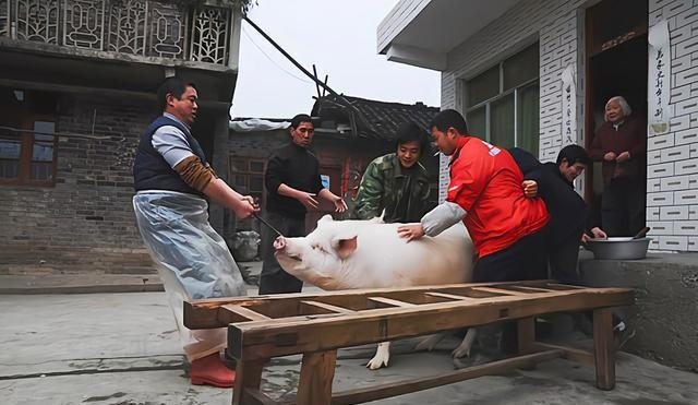 男子踢猪致截瘫，杀年猪事件引赔款52万警示！