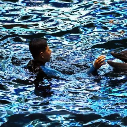 《海豚历险记》经典重生,多款新作策划开启创新之旅 《海豚历险记》经典重生,多款新作策划开启创新之旅