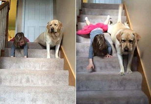 50分钟狂奔见证忠诚，小狗跑步机陪伴新高度