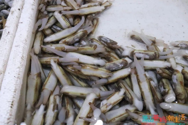 烟台雪后蛏子盛宴,网友感叹:捡拾狂欢,海味无限! 烟台雪后蛏子盛宴,网友感叹:捡拾狂欢,海味无限!