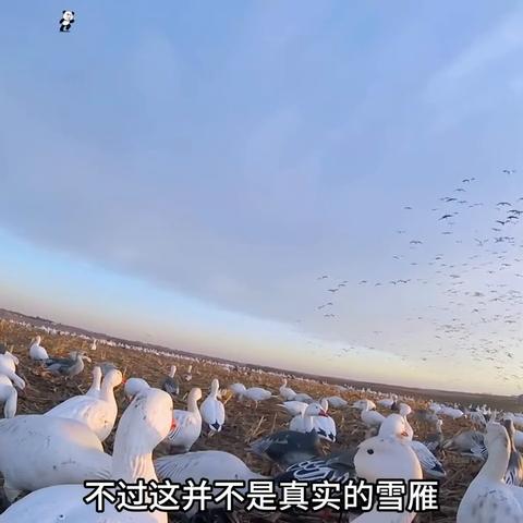 狩猎玩家必看,当前版本最强打猎枪为何是这把?附3种实战配装直接抄 狩猎玩家必看,当前版本最强打猎枪为何是这把?附3种实战配装直接抄