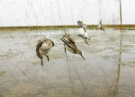 镜面陷阱致鸟撞频发，候鸟屠场紧急拆除预警