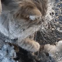 冬日狂欢！懒人钓鱼神器《猫猫钓游记》免费DLC，快乐猫猫陪你畅游冰封水域