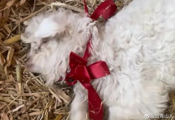 宁夏小羊身价30万不卖，装死技巧成绝活！