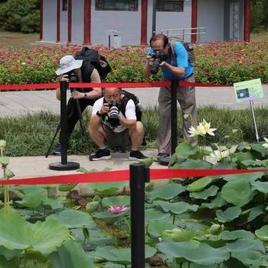 圆明园幸存古莲突然开花！藏在游戏里的文明复苏密码你看懂了吗？