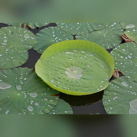 圆明园幸存古莲突然开花！藏在游戏里的文明复苏密码你看懂了吗？