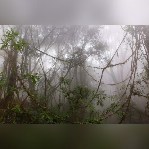 迷瘴纪事新手必看,为什么你刷不到稀有瘴气魂?3个实战细节颠覆认知 迷瘴纪事新手必看,为什么你刷不到稀有瘴气魂?3个实战细节颠覆认知