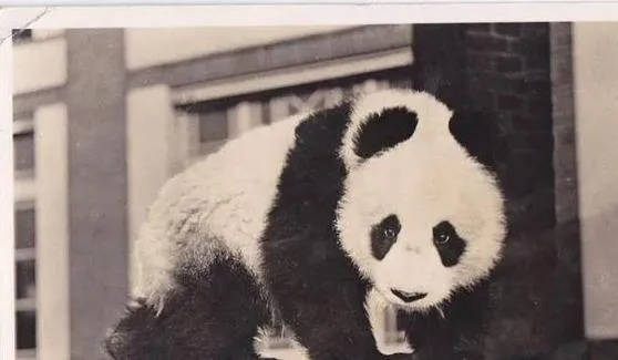 半世纪首现！告别大熊猫，日本抢破头争睹国宝新风采