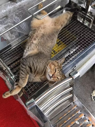 猫咪欢腾烤串香，HARRISONWORLD展深圳独领风骚