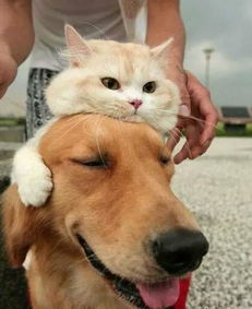 猫友怒斥:捕鼠器电猫商家,道德沦丧! 猫友怒斥:捕鼠器电猫商家,道德沦丧!