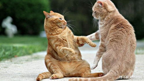 猫友怒斥:捕鼠器电猫商家,道德沦丧! 猫友怒斥:捕鼠器电猫商家,道德沦丧!