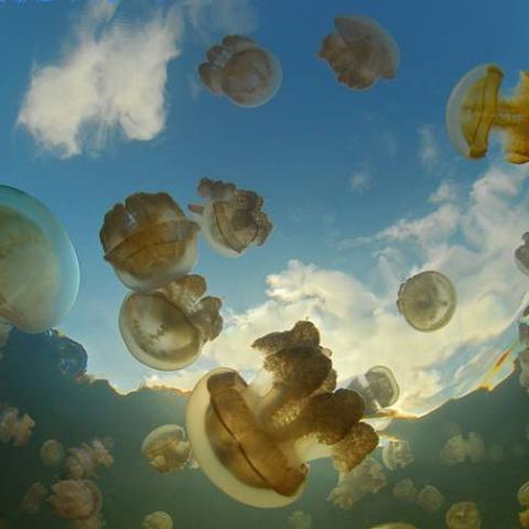 海贼王太平洋隐藏彩蛋全解析，那些连老海米都没摸透的海域秘密？