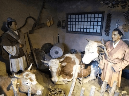 一万年首次揭秘：牛巧用工具智慧传承新篇章