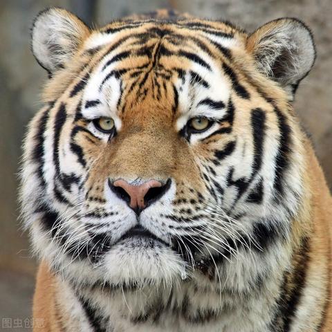 横行雪地无人快递车,绝技送货一车惊人 横行雪地无人快递车,绝技送货一车惊人