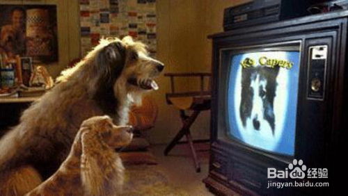 XGPU赋能，一人一狗启程，探索《轮回之兽》全新纪元