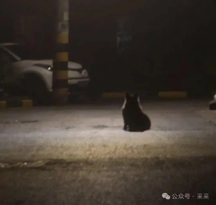 月黑风高夜，丝街猫片天天放，囧图揭秘新视角