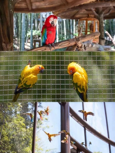 任天堂正版会说话花抢先预订，35美元开启互动新体验