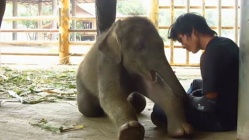 网友热议：饲养员长期虐待小象，动物园道歉却遭质疑，真相令人震惊！