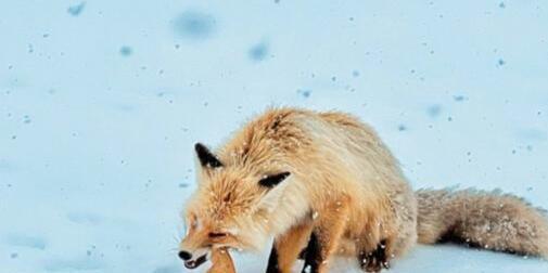 好奇喂狗粮引野生狐狸咬手，揭秘纯游客意外遭遇