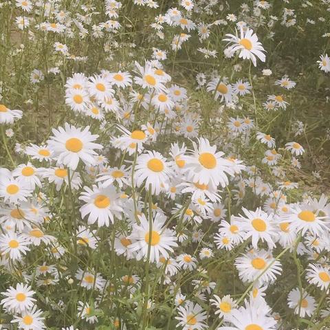 黄昏的祈祷为什么是手游玩家最想破解的隐藏仪式? 黄昏的祈祷为什么是手游玩家最想破解的隐藏仪式?