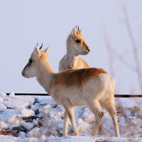 《荒野猎人PC升级版》全新优化补丁，破解DLC检测BUG，体验升级！