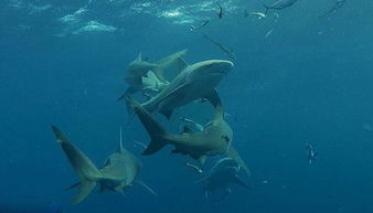 深海猎鲨总被鲨鱼反杀？2026年3月实测，掌握这4个隐藏细节，你也能当猎鲨天花板