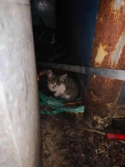 流浪猫逃生记:烤鱼店老板巧施援手,花盆天降惊险避难 流浪猫逃生记:烤鱼店老板巧施援手,花盆天降惊险避难
