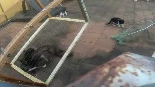 流浪猫逃生记:烤鱼店老板巧施援手,花盆天降惊险避难 流浪猫逃生记:烤鱼店老板巧施援手,花盆天降惊险避难