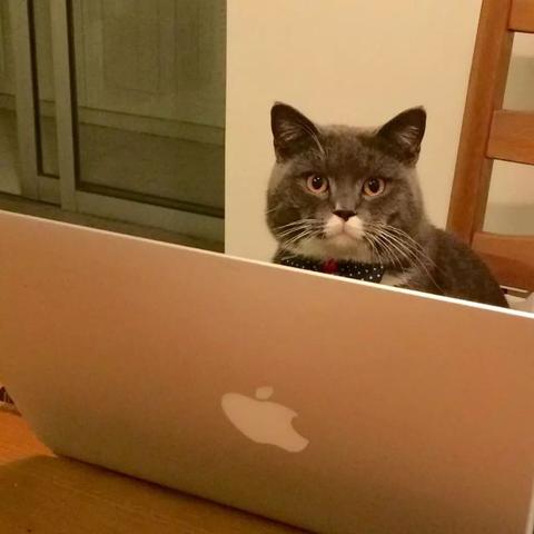 猫咪捣乱防电攻略：电脑安全新招大揭秘