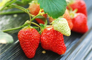 蜜糖村玩家必哭,为什么你种的草莓永远差一颗星?我蹲了3天田埂找出真相 蜜糖村玩家必哭,为什么你种的草莓永远差一颗星?我蹲了3天田埂找出真相