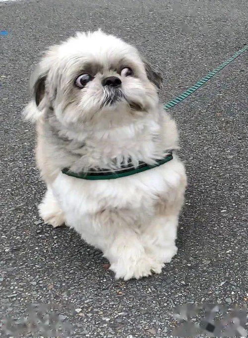 狗撞人司机被判次责引热议：网友热议，冤不冤？责任新解！