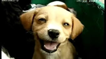 苍老师学狗萌态曝光，神秘眼镜女囧图新视角鉴赏